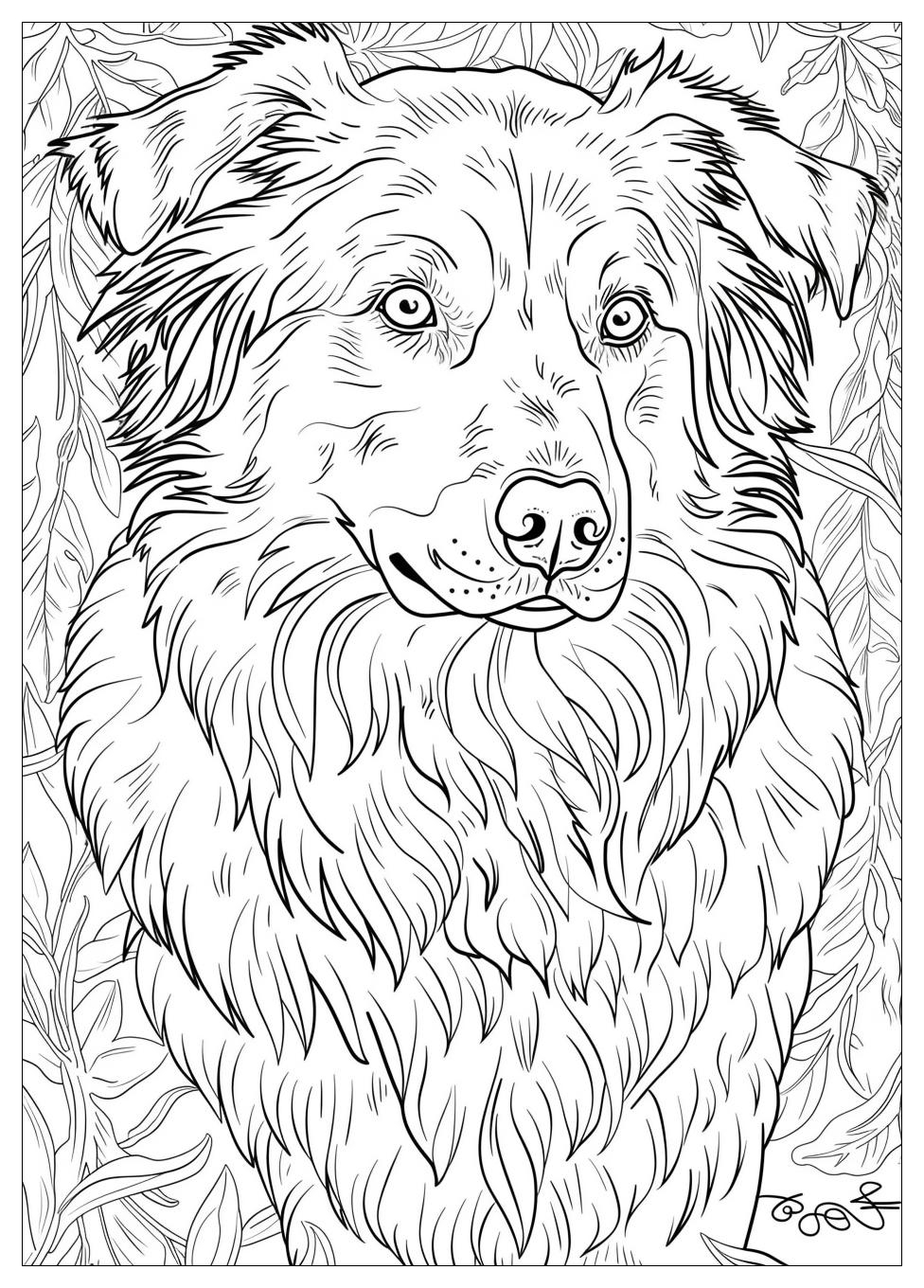 Australian Shepherd Coloring Pages-3