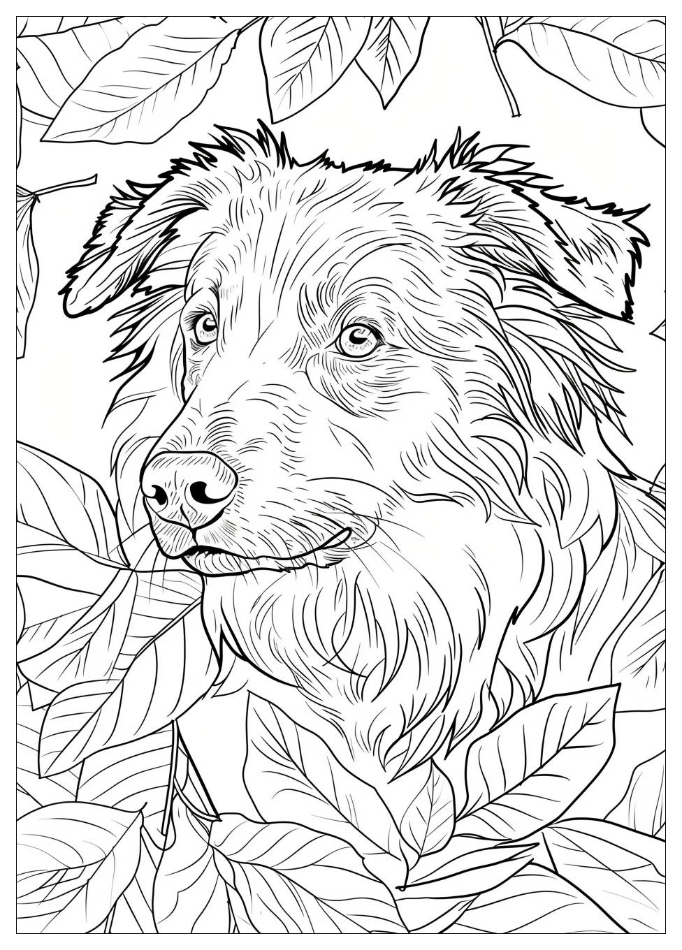 Australian Shepherd Coloring Pages-9